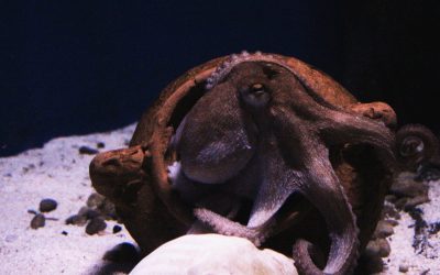 BAN OCTOPUS FARMING