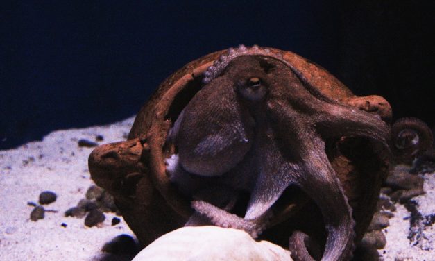 BAN OCTOPUS FARMING