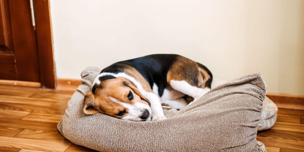 CANINE DISTEMPER: THINGS YOU NEED TO KNOW ABOUT THIS DISEASE