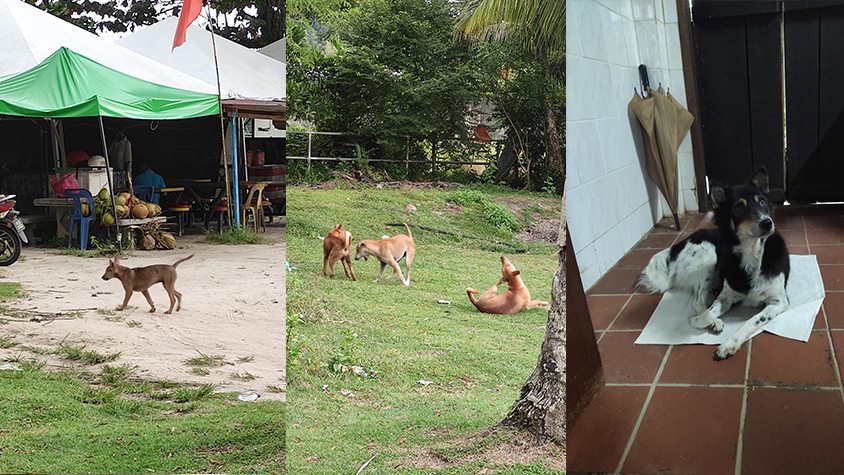 THE STORY OF SAMMY, FLEKI AND OTHER ABANDONED ANIMALS IN LANGKAWI