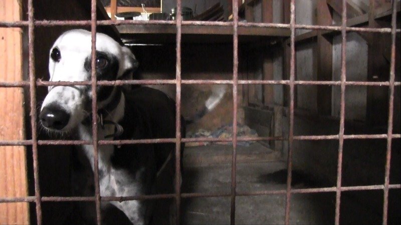 HELP SAVE OVER 50,000 GREYHOUNDS EXPLOITED IN THE RACING INDUSTRY WORLDWIDE