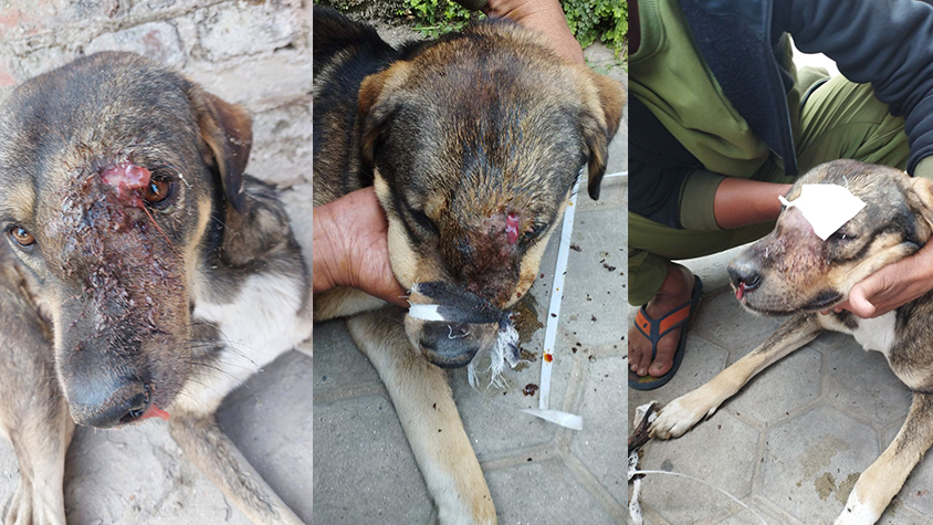 BADLY HIT BY CATAPULT, A SCARED DOG RESCUED BY VOICE OF ANIMAL NEPAL