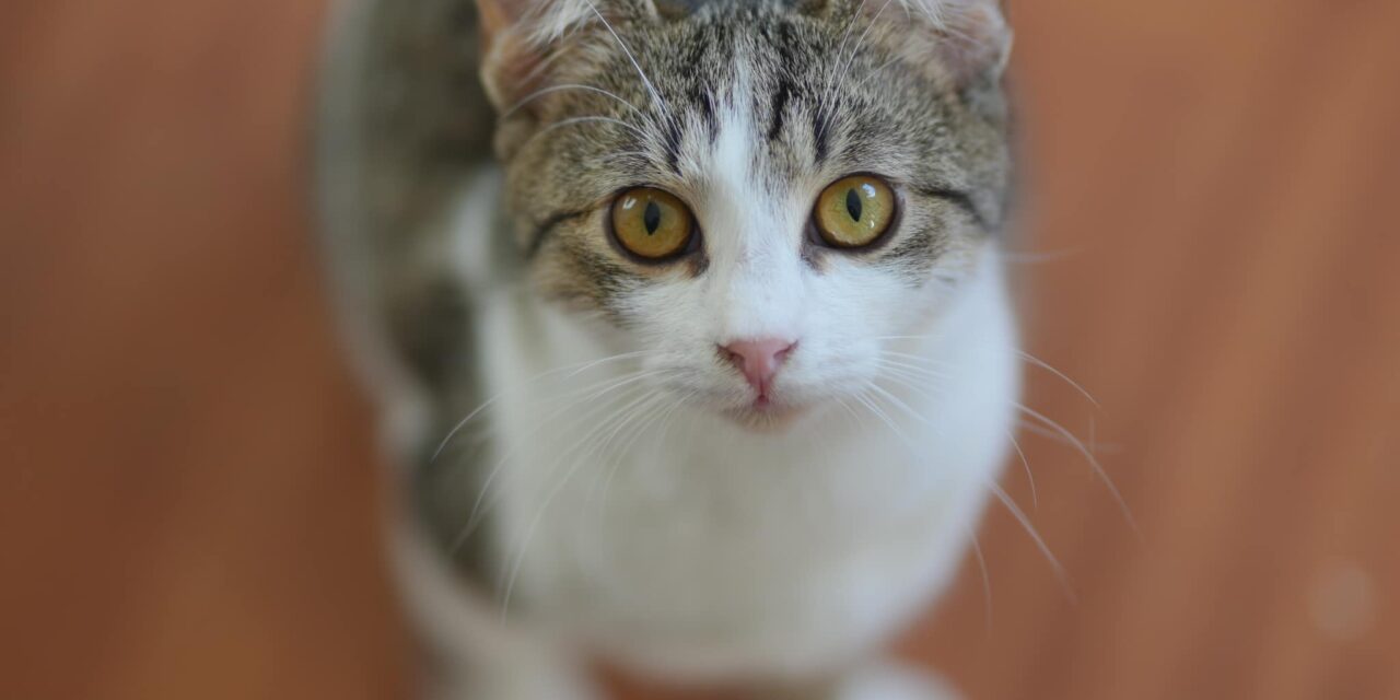 WAG WAG LAUNCHES AN APPEAL ASKING FOR HELP: “WE NEED TO FIND SAFE HOMES ABROAD FOR THE CATS WE SAVED FROM CERTAIN DEATH”
