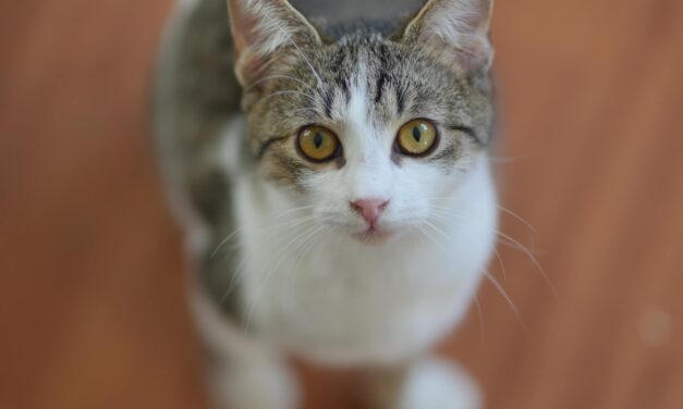 WAG WAG LAUNCHES AN APPEAL ASKING FOR HELP: “WE NEED TO FIND SAFE HOMES ABROAD FOR THE CATS WE SAVED FROM CERTAIN DEATH”