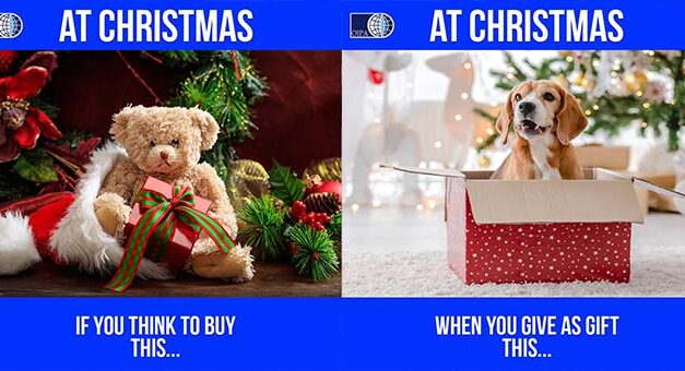 ANIMALS ARE NOT TOYS TO BE GIVEN AS CHRISTMAS PRESENTS