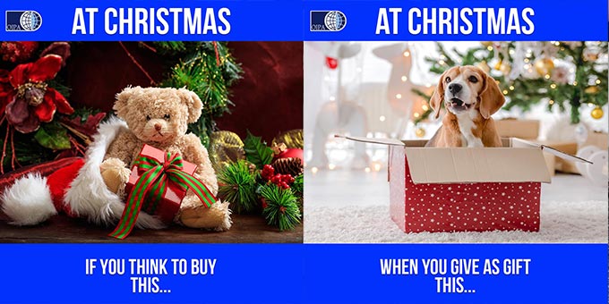 ANIMALS ARE NOT TOYS TO BE GIVEN AS CHRISTMAS PRESENTS