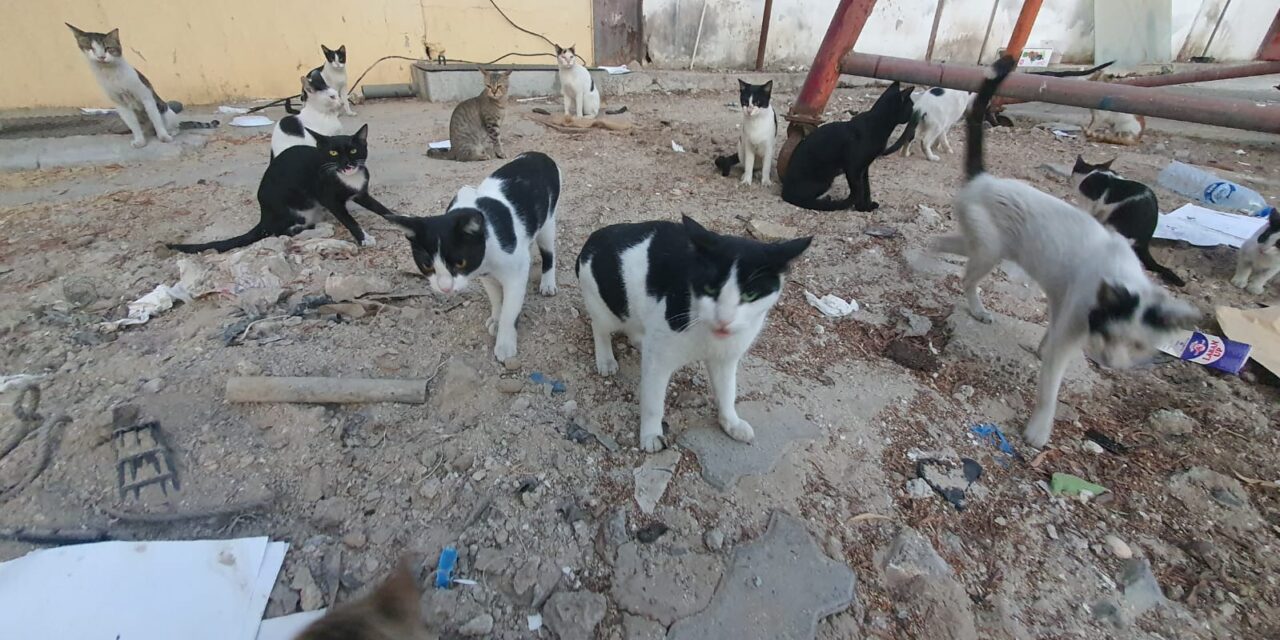 STRAY CATS OF DUBAI RECEIVE AN EARLY CHRISTMAS PRESENT: FOOD DELIVERED AND DISTRIBUTED WITH OUR PROJECT “SAVE A STRAY”