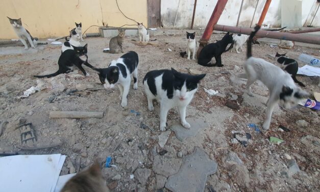 STRAY CATS OF DUBAI RECEIVE AN EARLY CHRISTMAS PRESENT: FOOD DELIVERED AND DISTRIBUTED WITH OUR PROJECT “SAVE A STRAY”