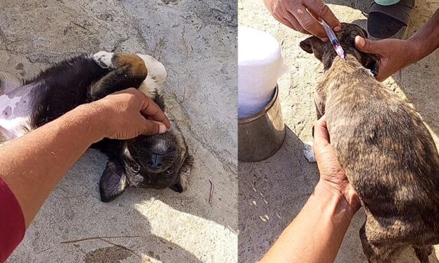 VACCINATION DRIVE FOR STRAY PUPPIES OF OIPA ISLAMABAD