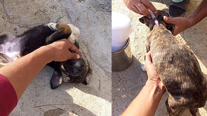 VACCINATION DRIVE FOR STRAY PUPPIES OF OIPA ISLAMABAD