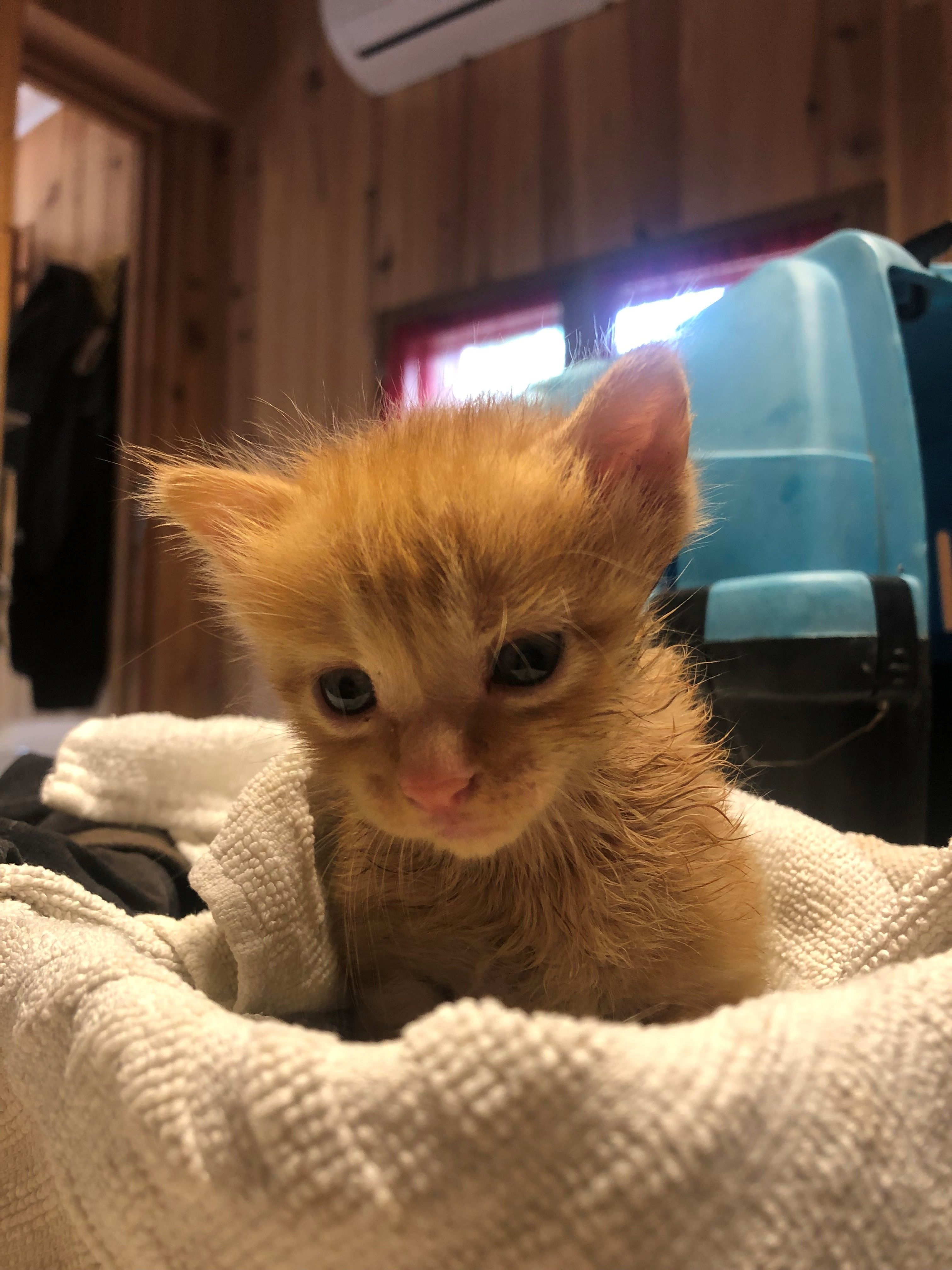 OIPA’S VOLUNTEERS IN CORSICA STRIVE TO IMPROVE THE LIVING CONDITIONS OF 200 NEGLECTED STRAY CATS