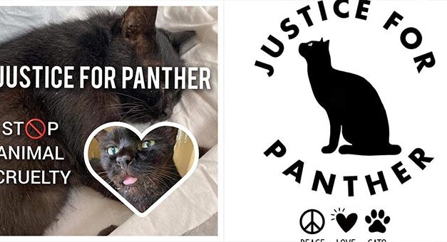 THERE’S NO EXCUSE FOR ANIMAL CRUELTY! JUSTICE FOR PANTHER, A COMMUNITY CAT IN SINGAPORE