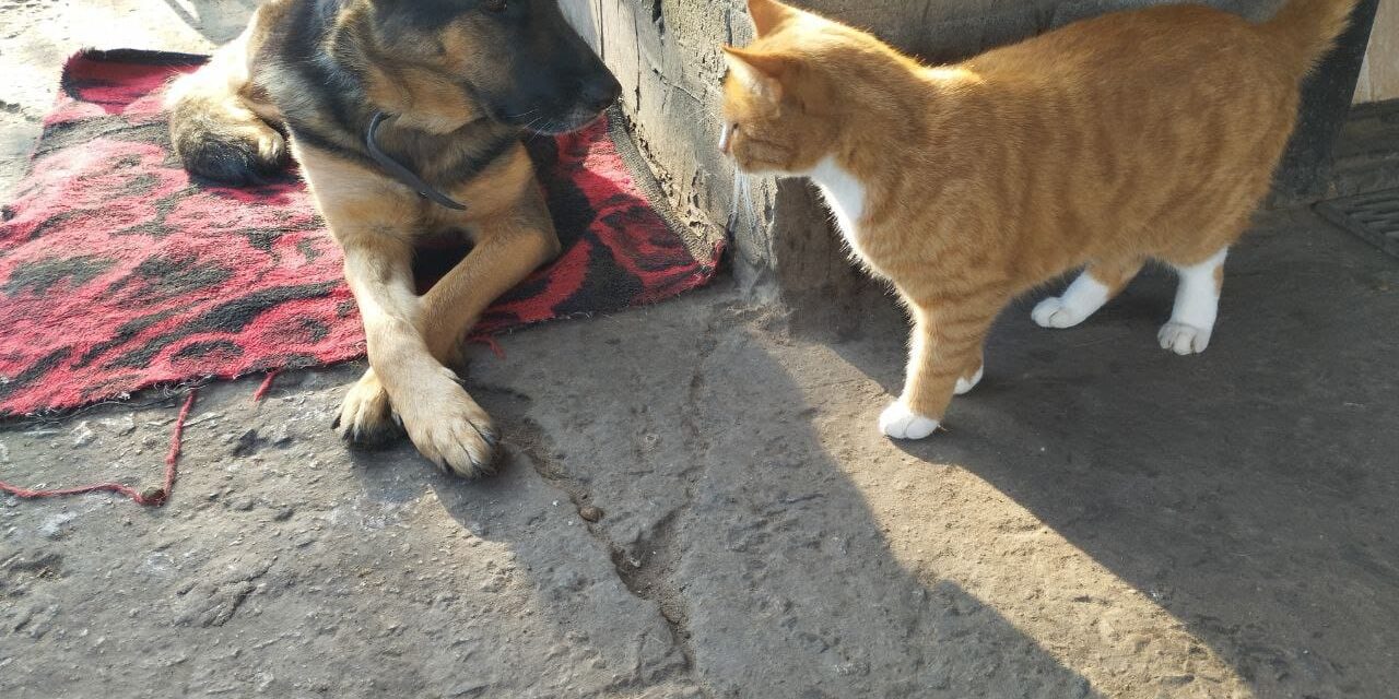 EMERGENCY UKRAINE: UPDATE ON AID PROVIDED TO ANIMALS IN DECEMBER
