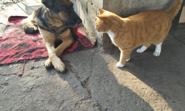 EMERGENCY UKRAINE: UPDATE ON AID PROVIDED TO ANIMALS IN DECEMBER