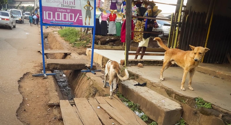 STRAY ANIMALS TO BE KILLED IN WAKISO, UGANDA. OIPA ASKS THE CITY COUNCIL TO REVIEW ITS PLANS