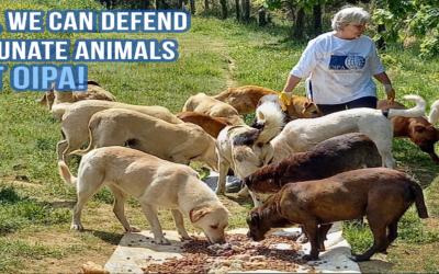 TOGETHER, WE CAN GIVE STRENGTH TO ANIMALS WHO CANNOT DEFEND THEMSELVES. OIPA 2022