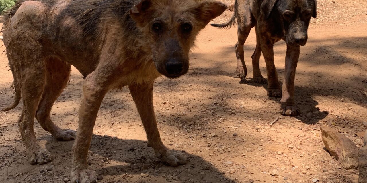 69 SICK DOGS DUMPED IN FRONT OF A SMALL SHELTER IN LEBANON. OIPA LENDS A HAND TO “GIVE ME A PAW”