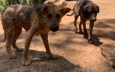 69 SICK DOGS DUMPED IN FRONT OF A SMALL SHELTER IN LEBANON. OIPA LENDS A HAND TO “GIVE ME A PAW”