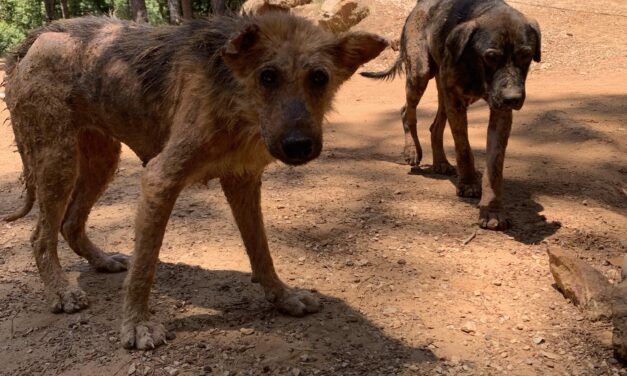 69 SICK DOGS DUMPED IN FRONT OF A SMALL SHELTER IN LEBANON. OIPA LENDS A HAND TO “GIVE ME A PAW”