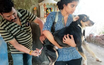 FREE ANTI RABIES VACCINATION DRIVE FOR STRAYS AT MULUND, MUMBAI