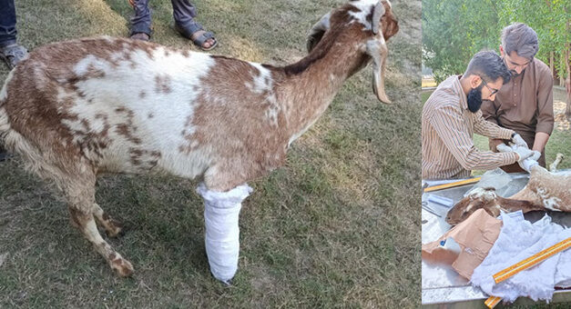 TWO STRAY DOGS, A GOAT AND A BOVINE RECEIVE MEDICAL TREATMENT FROM A VETERINARY OF OIPA LAHORE