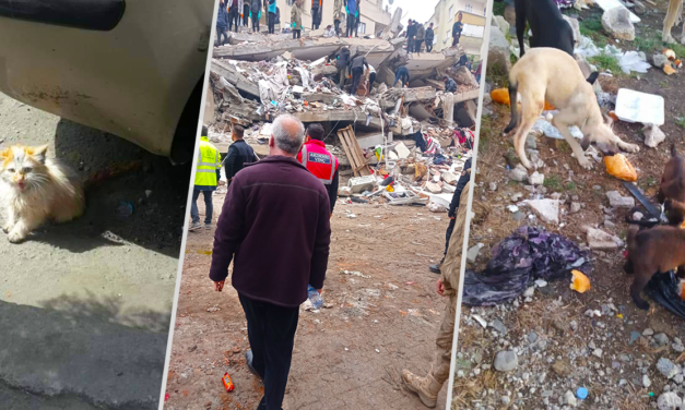 TURKEY-SYRIA EARTHQUAKE EMERGENCY. OIPA HELPS OUT ANIMALS, VICTIMS OF THE DISASTER