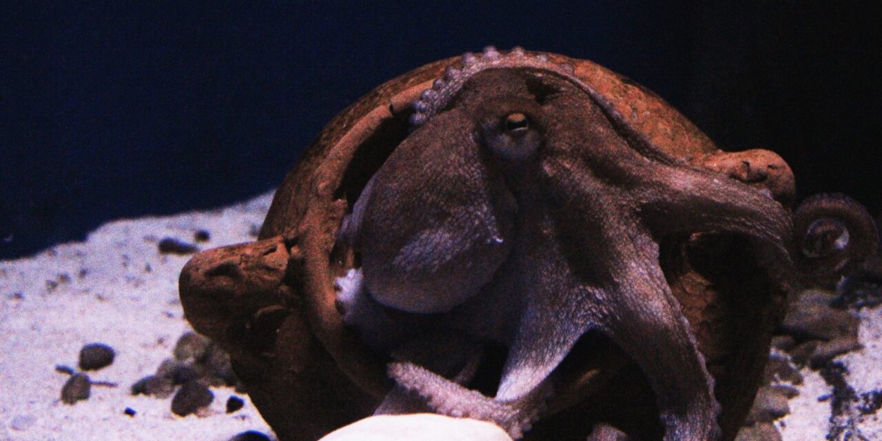 BILL HB 1153 – PROHIBITING OCTOPUS FARMING IN WASHINGTON STATE