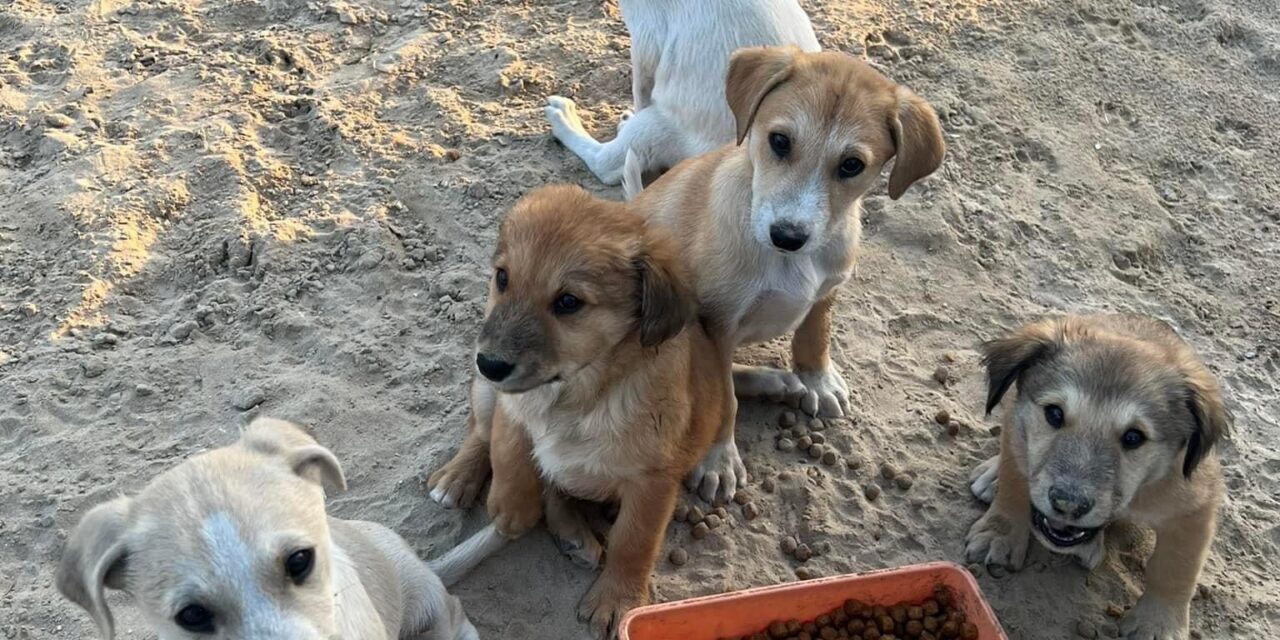 SAVE A STRAY: PET FOOD REACHED HOMELESS ANIMALS IN ABU DHABI