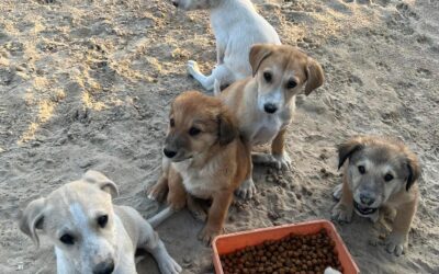 SAVE A STRAY: PET FOOD REACHED HOMELESS ANIMALS IN ABU DHABI