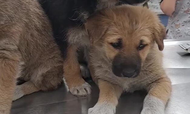 AZERBAIJAN, THREE PUPPIES RESCUED JUST IN TIME FROM CERTAIN DEATH. THEY NEED YOUR HELP TO RECOVER