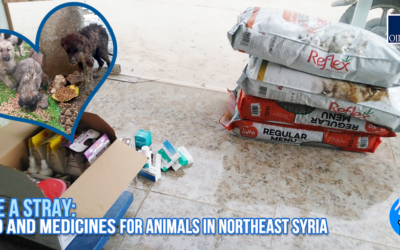 DELIVERY OF PET FOOD AND MEDICAL PRODUCTS FOR STRAY ANIMALS IN NORTHEAST OF SYRIA