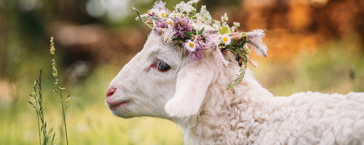 EVEN IF YOU DON’T EAT LAMB, YOUR EASTER CELEBRATION WON’T CHANGE. DON’T EAT AN INNOCENT!