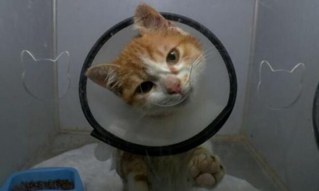 EARTHQUAKE EMERGENCY, RECENT AID TO HELP ANIMALS AFFECTED IN TURKEY
