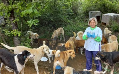 STRAY DOGS IN PENDIK RECEIVED DRY FOOD, BUT THERE IS STILL SO MUCH TO DO TO HELP ANIMALS LOOKED AFTER BY OIPA VOLUNTEERS IN TURKEY