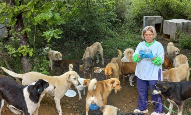 STRAY DOGS IN PENDIK RECEIVED DRY FOOD, BUT THERE IS STILL SO MUCH TO DO TO HELP ANIMALS LOOKED AFTER BY OIPA VOLUNTEERS IN TURKEY