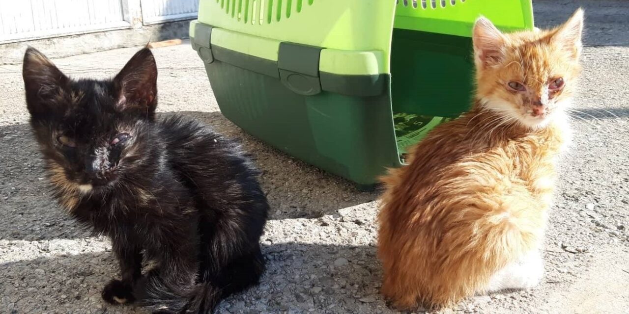 PREVENTION IS THE KINDEST WAY: STERILIZATION PROGRAM IN MONTENEGRO SPONSORED BY OIPA AND KOTOR KITTIES
