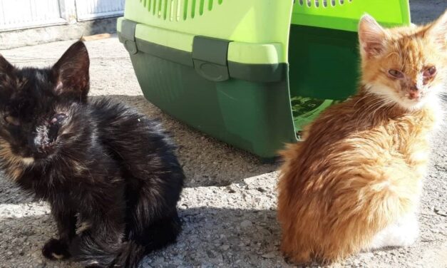 PREVENTION IS THE KINDEST WAY: STERILIZATION PROGRAM IN MONTENEGRO SPONSORED BY OIPA AND KOTOR KITTIES