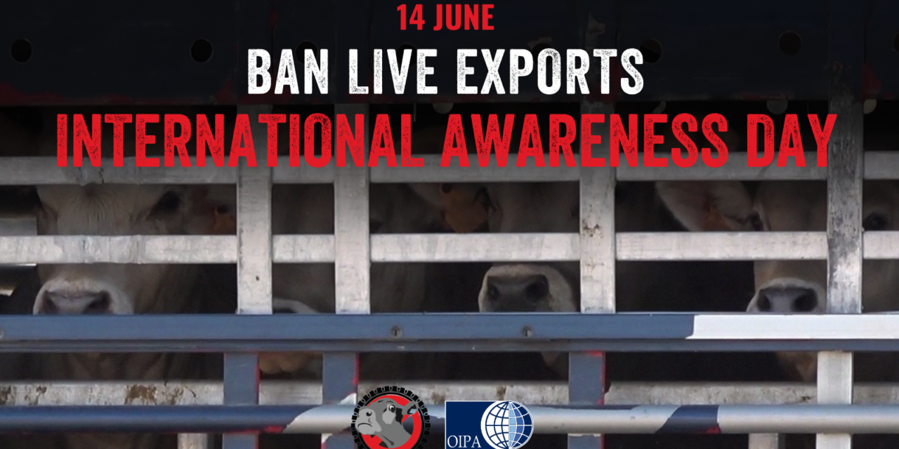 BAN LIVE EXPORTS: INTERNATIONAL AWARENESS DAY 2023