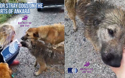 FOOD FOR STRAY DOGS ON THE OUTSKIRTS OF ANKARA SPONSORED BY OIPA