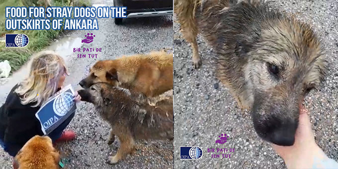 FOOD FOR STRAY DOGS ON THE OUTSKIRTS OF ANKARA SPONSORED BY OIPA