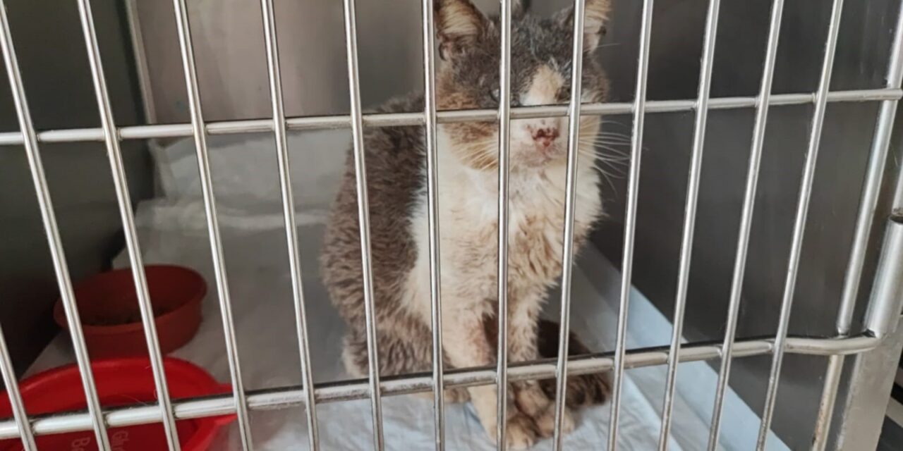 RESCUED FROM NEAR-DEATH, TEO SURVIVED, BUT HE NEEDS CARE AND ATTENTION. DON’T LEAVE HIM ALONE!