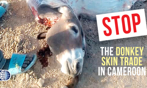 DONKEYS ARE STOLEN AND SLAUGHTERED FOR THEIR SKINS IN CAMEROON. AN ILLEGAL TRADE THAT IS EXPANDING AMONG LOCAL COMMUNITIES
