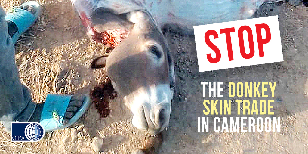 DONKEYS ARE STOLEN AND SLAUGHTERED FOR THEIR SKINS IN CAMEROON. AN ILLEGAL TRADE THAT IS EXPANDING AMONG LOCAL COMMUNITIES