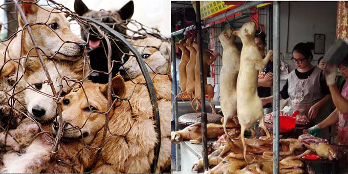 STOP YULIN DOG MEAT SLAUGHTER. THIS BARBARITY MUST END!