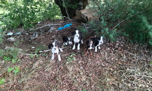 DO YOU REMEMBER THE 5 PUPPIES ABANDONED IN A BOX AND RESCUED BY OUR VOLUNTEER IN MONTENEGRO?