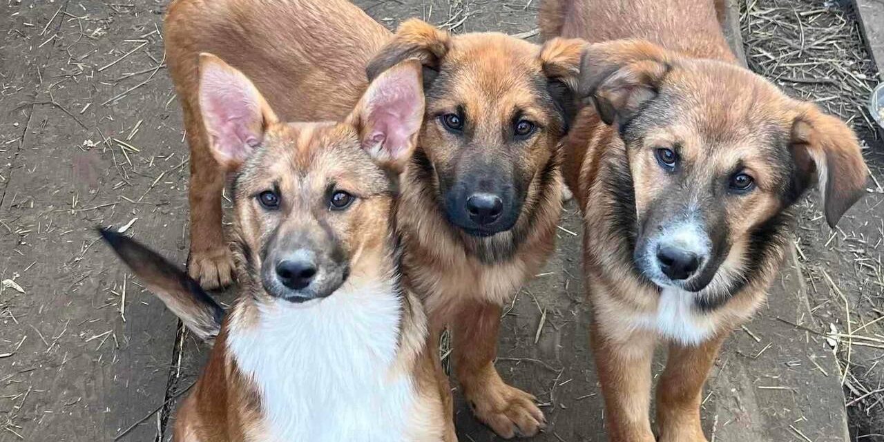EMERGENCY UKRAINE: HUMANITARIAN AID DELIVERED TO DOG SHELTER “LOYAL FRIEND” IN BOYARKA