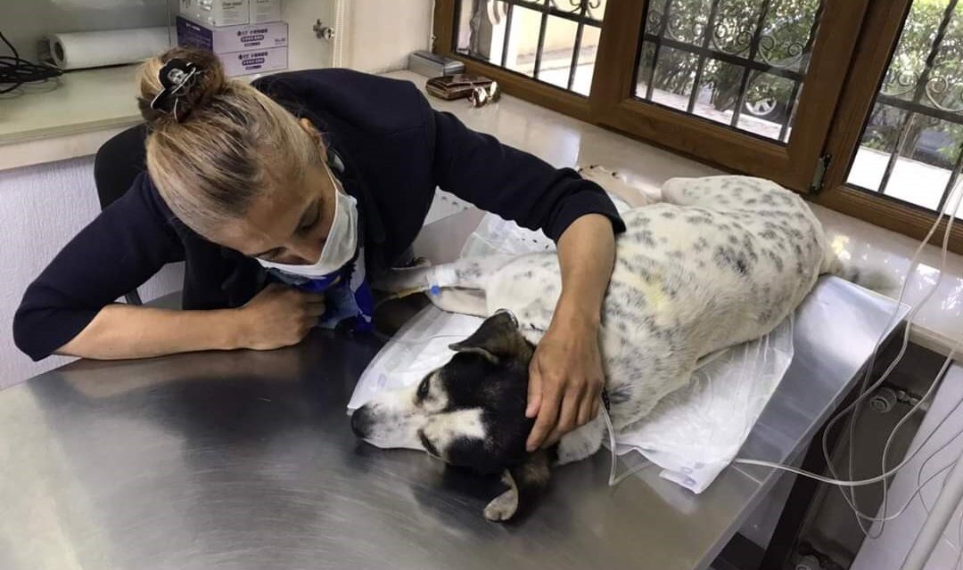 THE STORY OF AN ANIMAL RIGHTS ACTIVIST FROM AZERBAIJAN