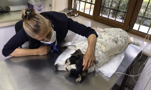 THE STORY OF AN ANIMAL RIGHTS ACTIVIST FROM AZERBAIJAN