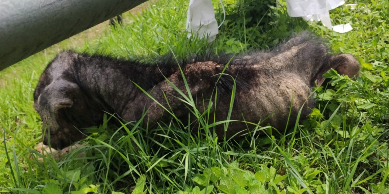 STONE, A DOG WHO IS FIGHTING TO SURVIVE. LET’S HELP HIM RECOVER TOGETHER WITH OIPA ITALY VOLUNTEERS