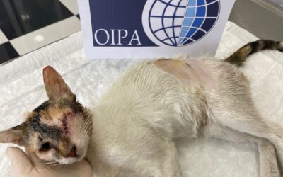 SEVEN FEMALE STRAY CATS STERILIZED IN AZERBAIJAN